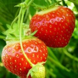 Strawberry Elsanta – 10 plants