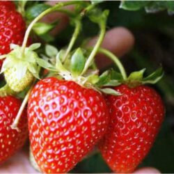 Strawberry Korona -10 plants
