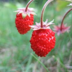 Wild Strawberry Rugia (10 plants)