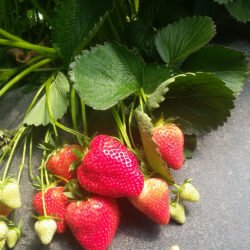 Strawberry Cantus - 10 plants