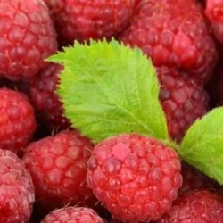 Raspberry - Early summer variety, 1 bare-root plant