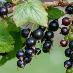 Black currants - one bare-root plant